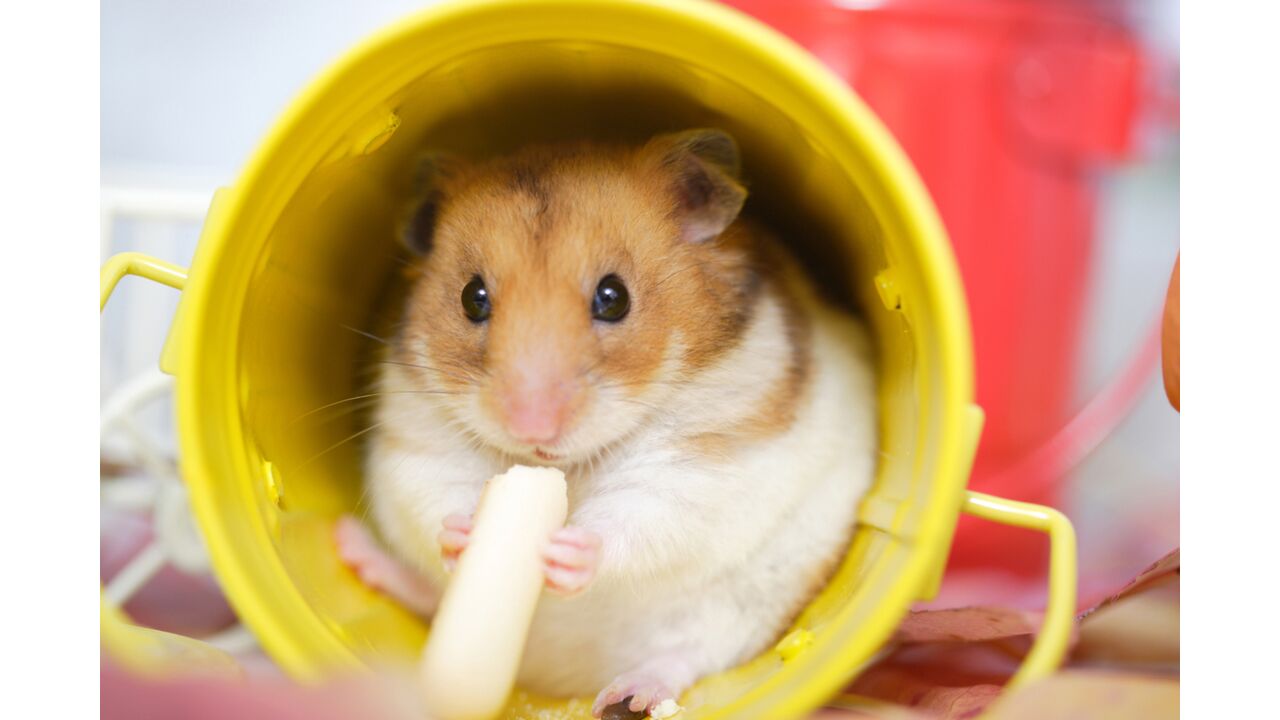 Illustratie voor: Zo ziet de stem achter Hamtaro er in het echt uit