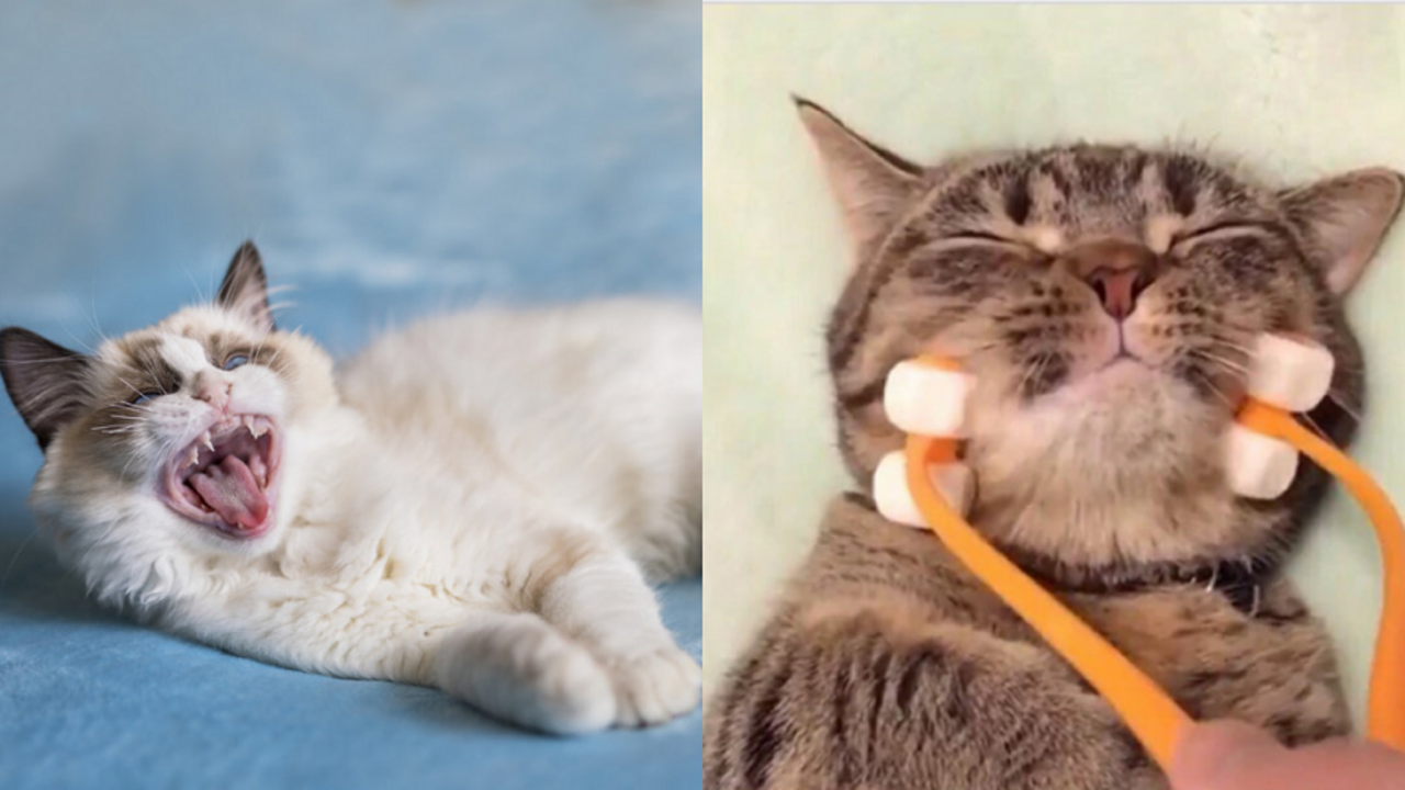 Illustratie voor: Geen kattenbak meer schoonmaken! Zo leert je kat op het toilet zijn behoefte te doen