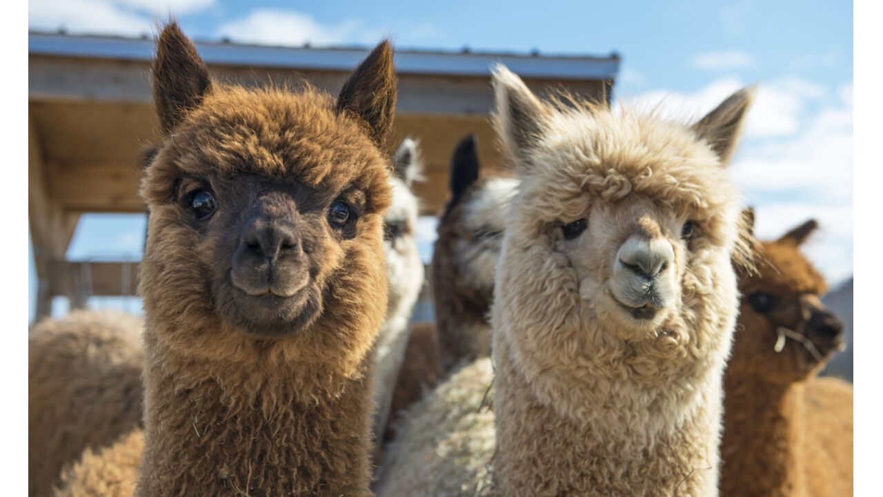 Illustratie voor: OMG! Hier kan je slapen tussen de alpaca’s