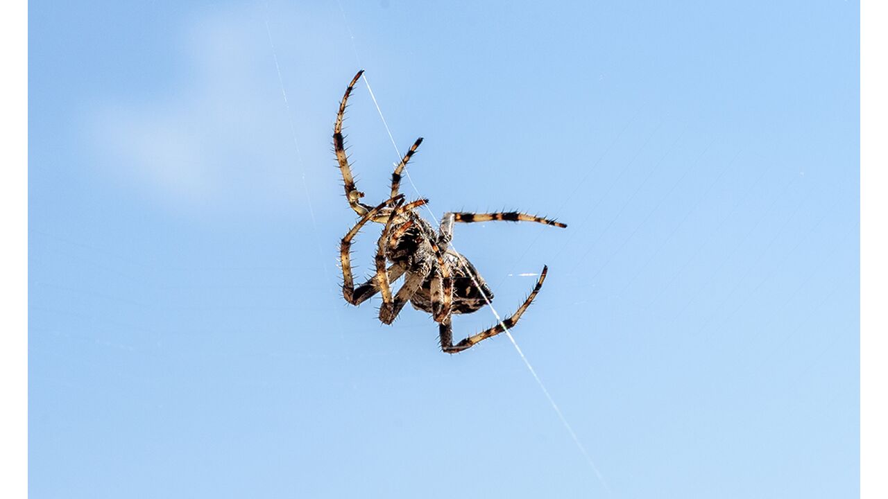 Illustratie voor: Ontdekt: zoveel spinnen eet je echt in je slaap