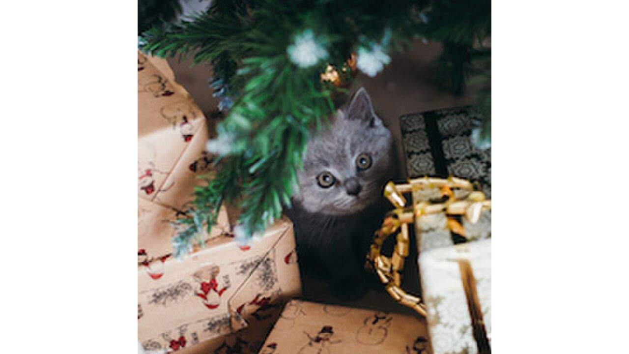 Illustratie voor: Hilarische pranks om uit te halen tijdens Kerstmis