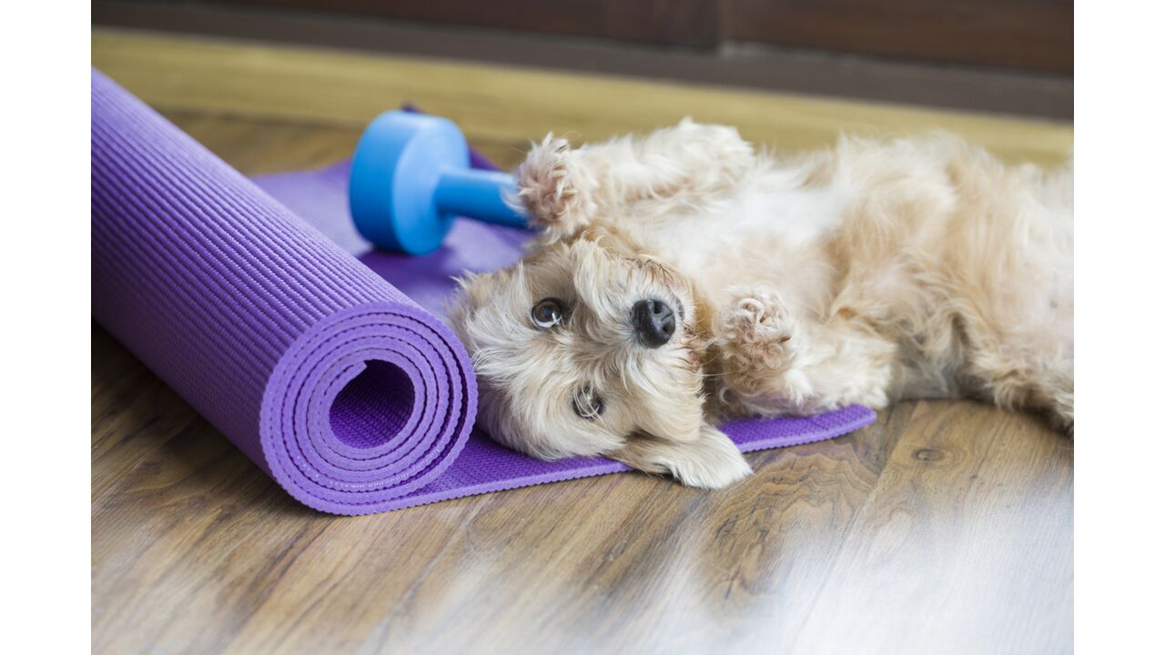 Illustratie voor: Samen sporten met je hond? Dat kan met deze tips
