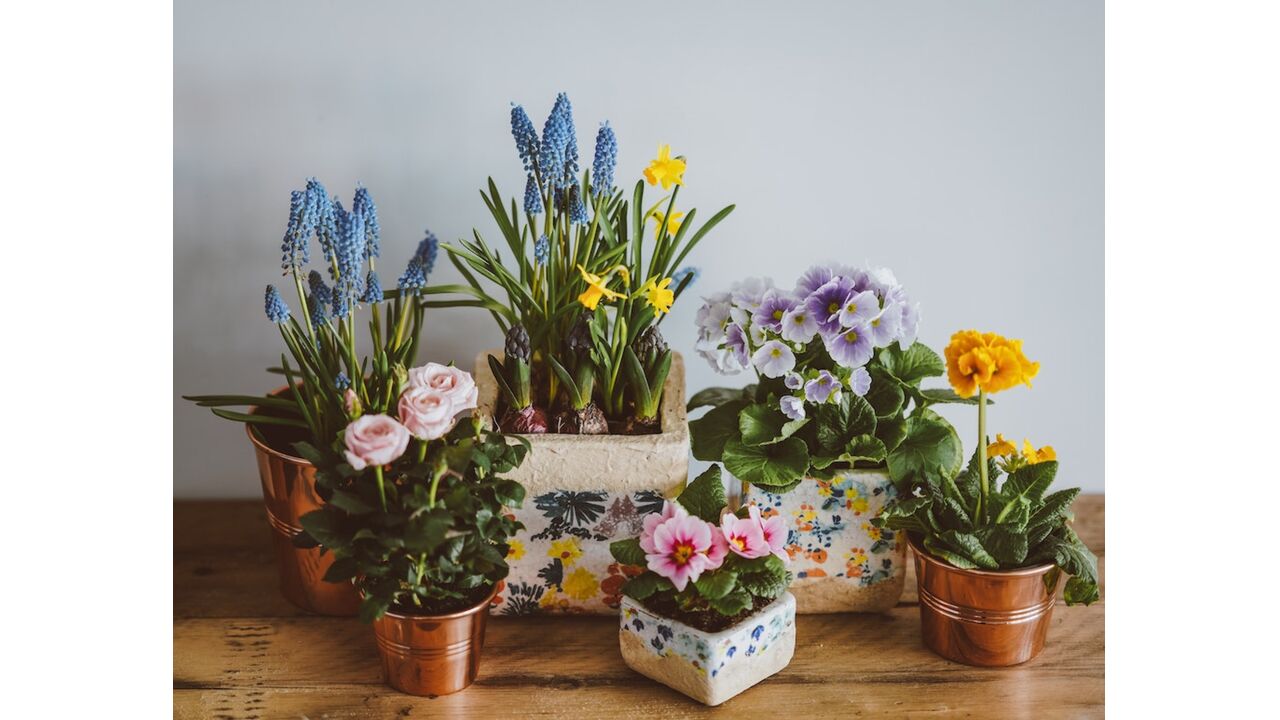 Illustratie voor: Dit zijn de mooiste bloempotten voor in je kamer