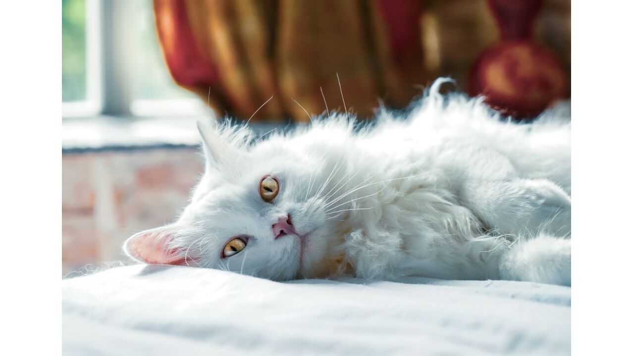 Illustratie voor: Hi poes! Dit zijn de leukste apps voor jou én je kat