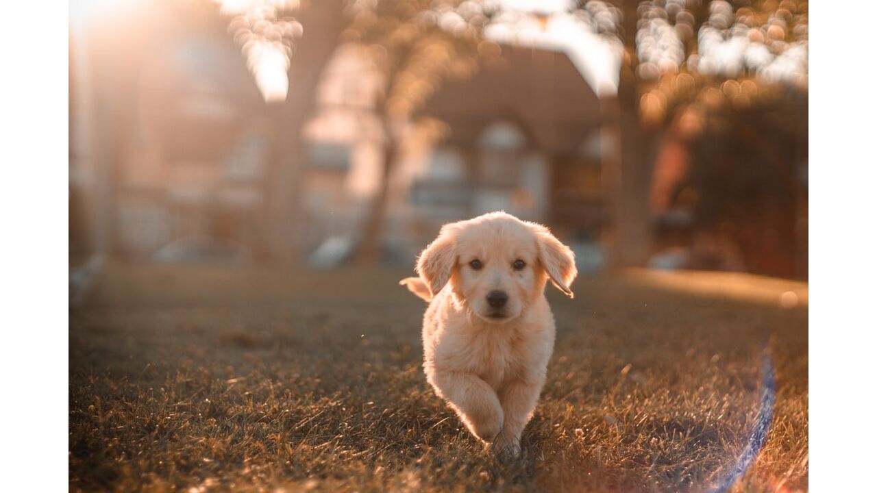 Illustratie voor: VIDEO: deze vrouw voelt zich een puppy en haar vriend accepteert haar volledig