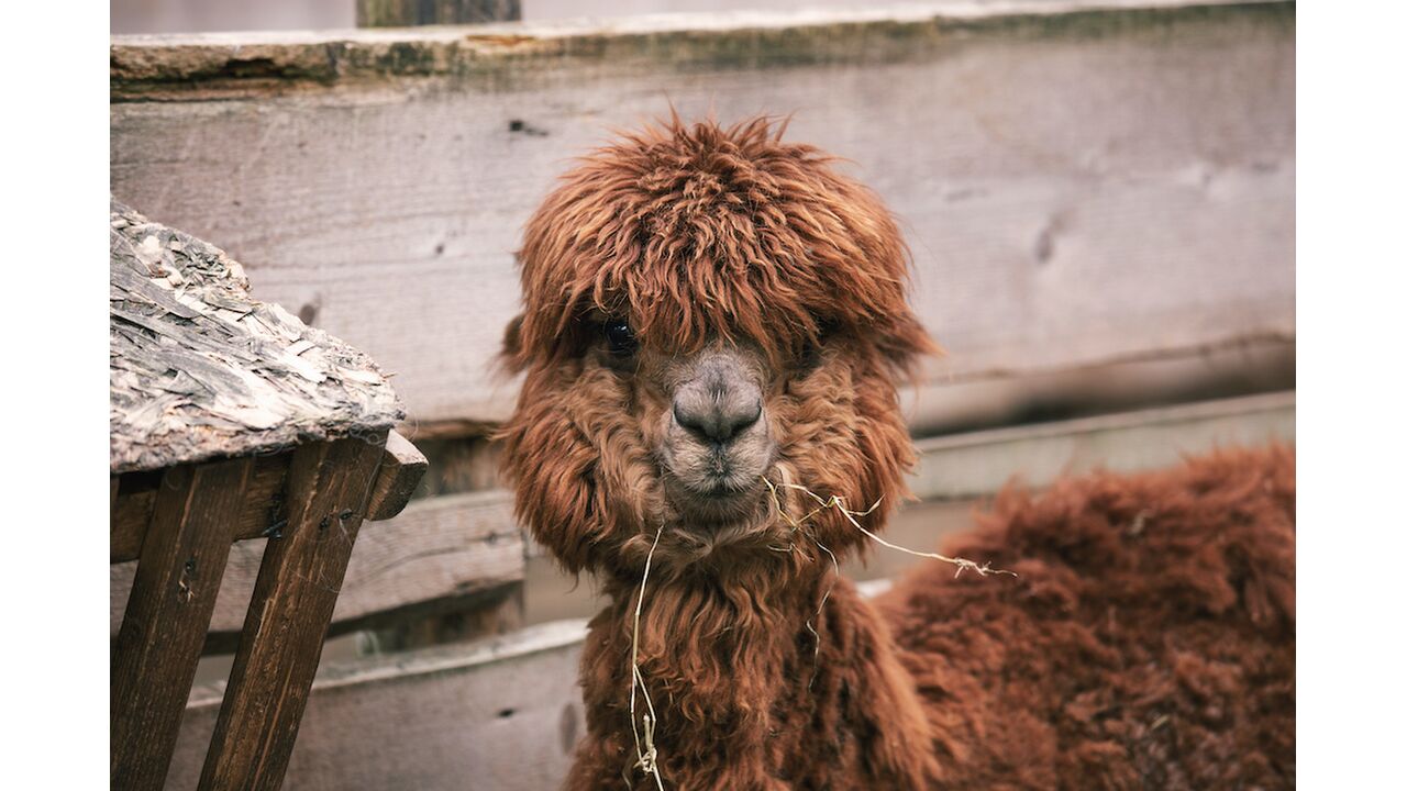 Illustratie voor: Wil je doen: je kunt nu op vakantie met alpaca’s (en het is mega cute)