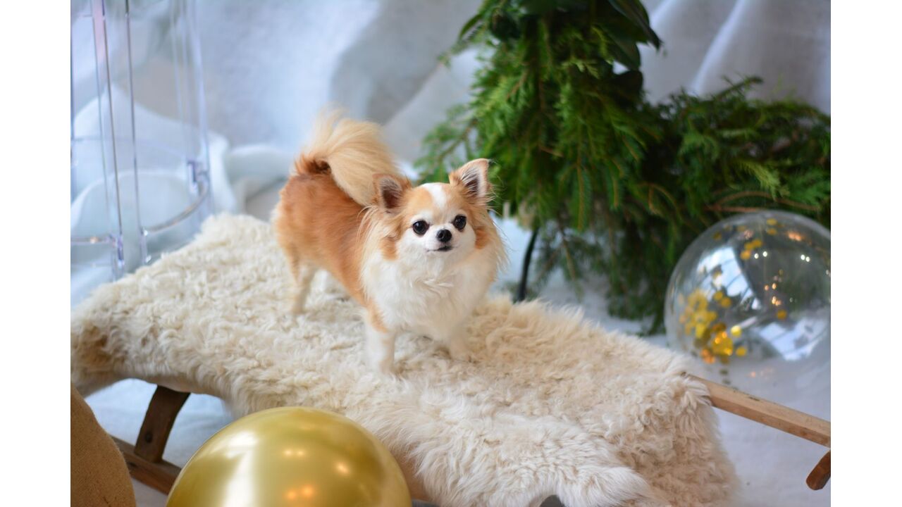 Illustratie voor: Not so cute! Deze chihuahua wil je niet aaien