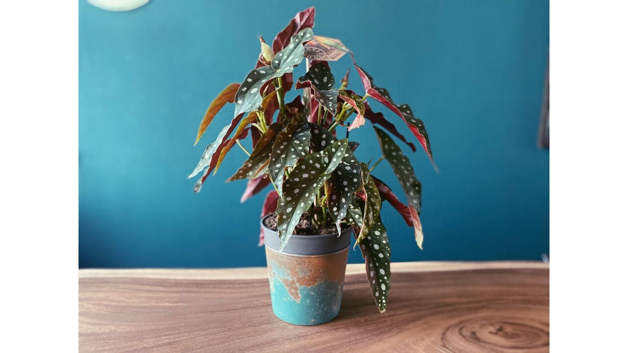 Illustratie voor: De stippenplant is een nieuwe trend en dit is waarom jij ‘m ook wil hebben