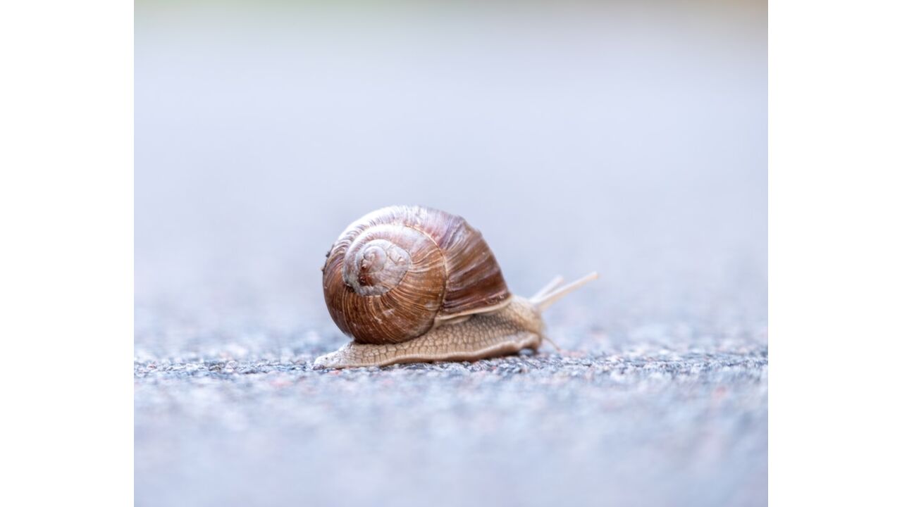 Illustratie voor: Bye zwakke maag: 6x culinaire hapjes die je liever niet wil proberen
