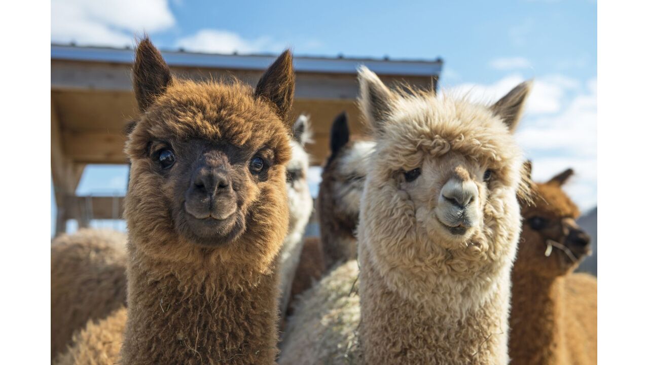 Illustratie voor: Wil jij een alpaca? Koop dan deze levensgrote alpaca pop voor in huis