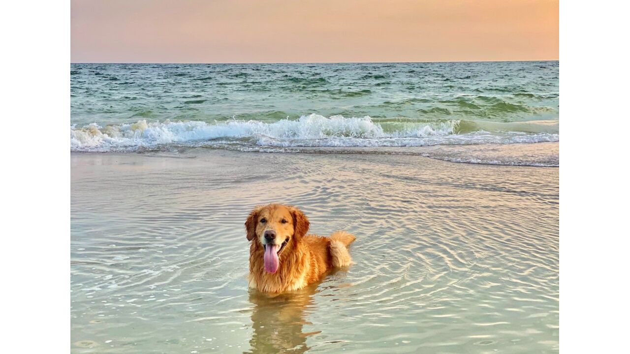 Illustratie voor: Meant to be: dit is je teken om een golden retriever te nemen