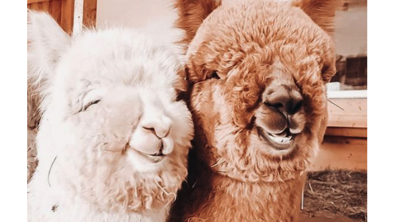 picknicken-met-alpaca's