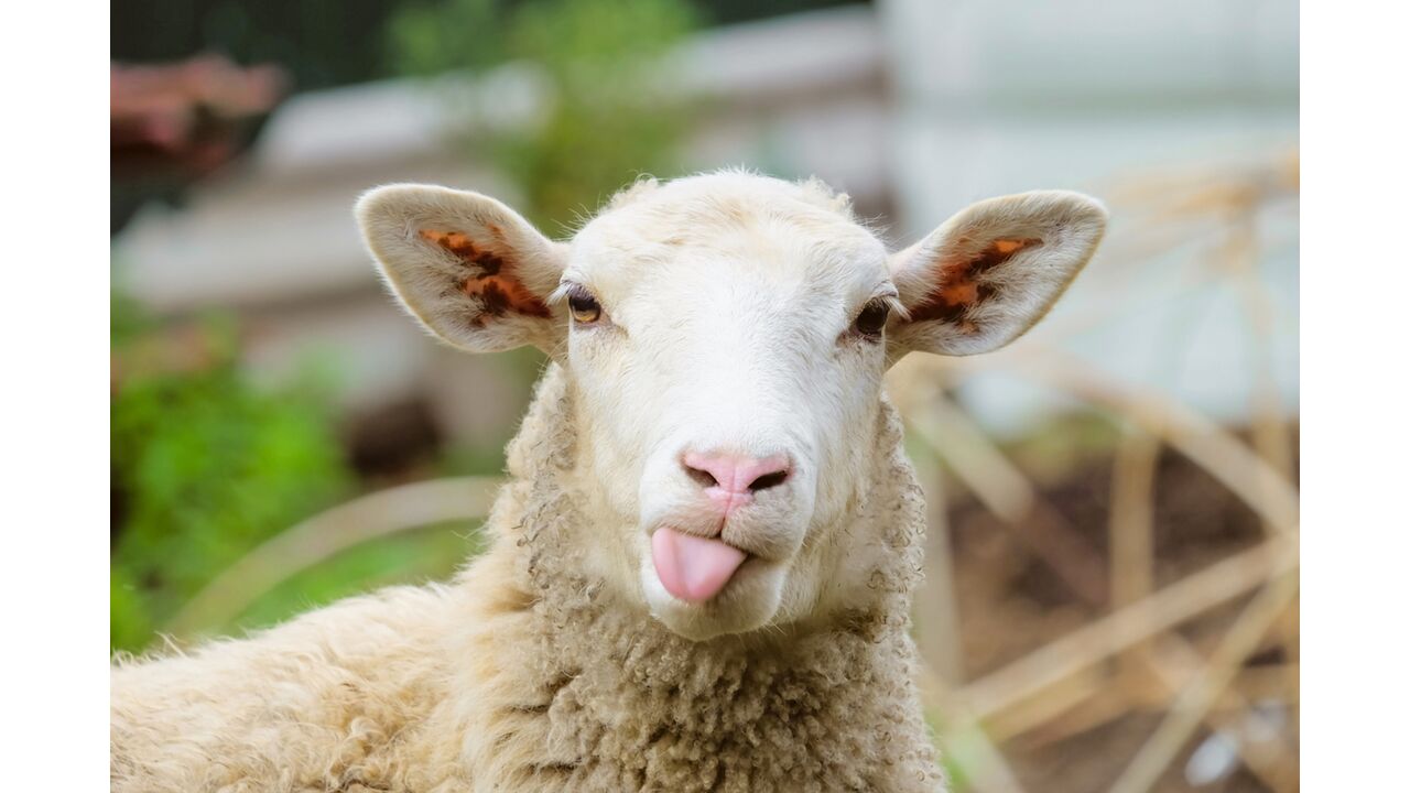 Illustratie voor: Hottie alert: op TikTok zit de knapste boer en schapenherder ever