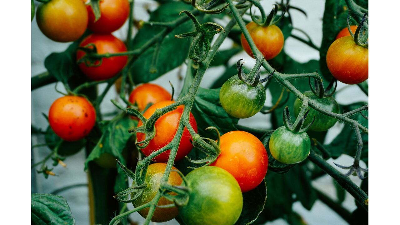 Illustratie voor: Je eigen moestuin beginnen? Zo wordt het een succes!