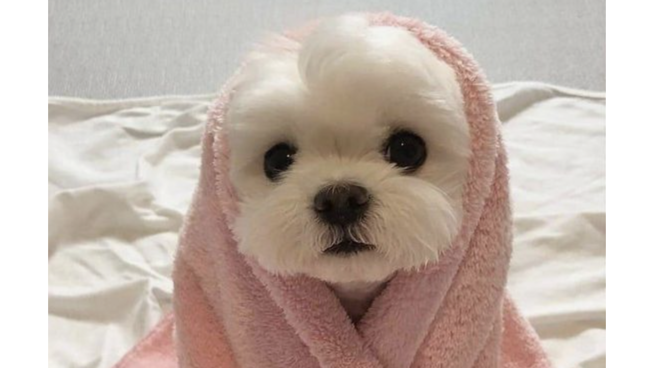 sterrenbeeld-puppy