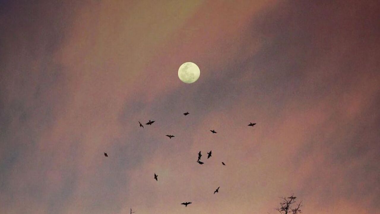 Maan in roze lucht met vogels die eromheen vliegen.