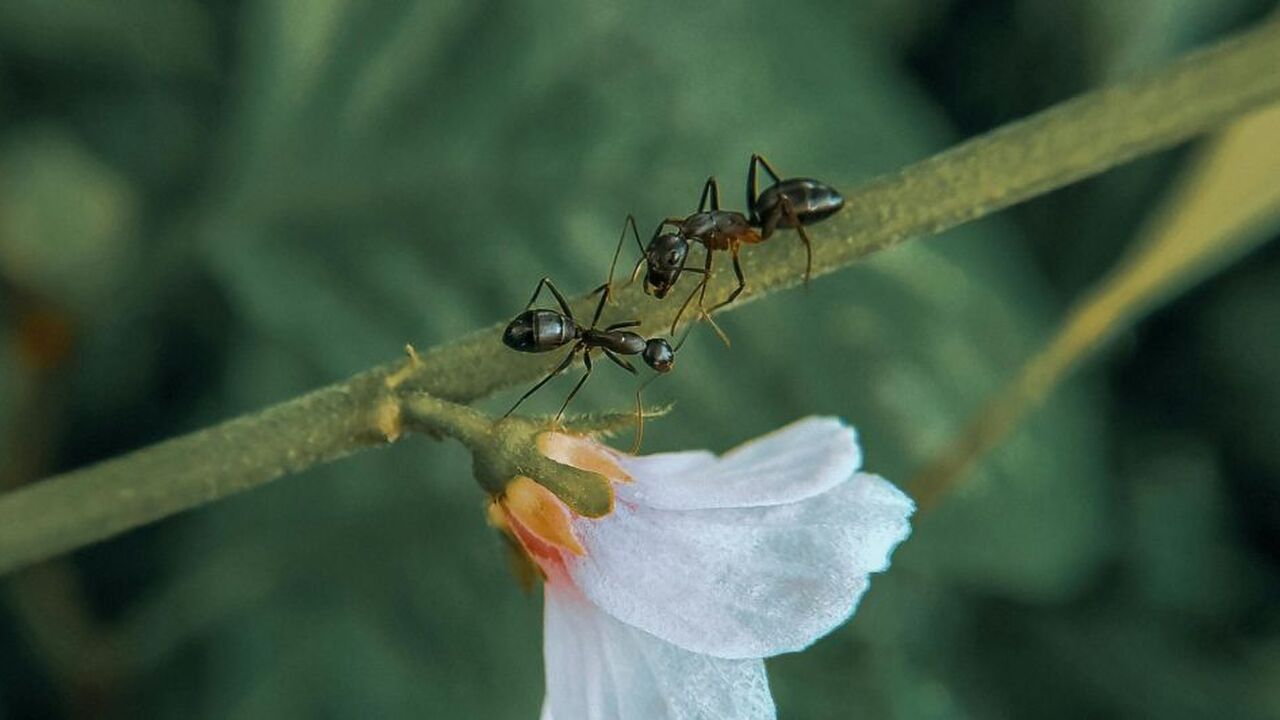 Mieren op een blad.