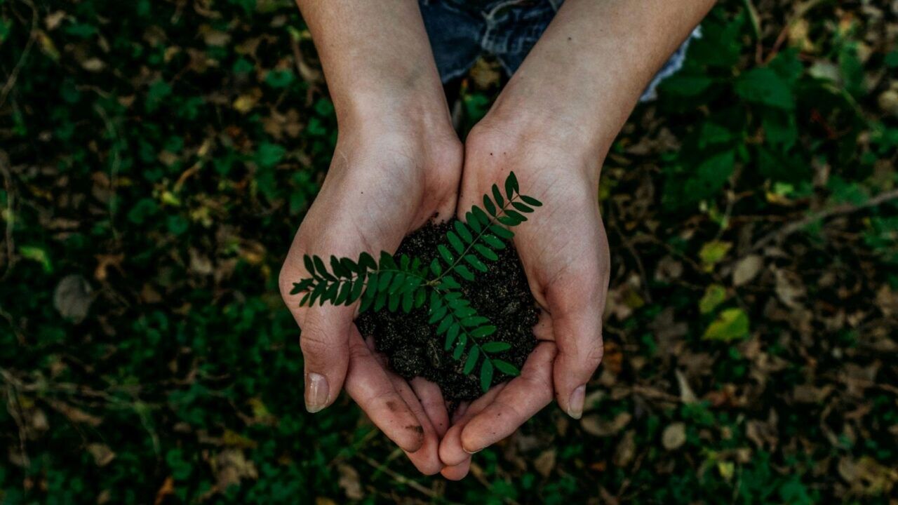 Handen met een plantje er in.