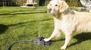 Illustratie voor: Deze waterfontein (aka hontein) geeft jouw hond verkoeling deze zomer