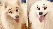Illustratie voor: CUTE! Jouw hond lijkt op een Disneyfiguur met dit Snapchat-filter