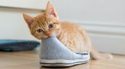 Illustratie voor: Leuk weetje: waarom katten zo gek zijn op schoenen