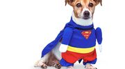 Illustratie voor: Gevalletje té cute: Action verkoopt nu een superhelden dierenpak voor je hond
