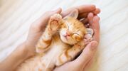 Illustratie voor: Cuteness overload: deze schattige dieren video’s maken jou binnen no-time happy