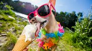 Illustratie voor: I scream ice cream: Ben & Jerry’s lanceert ijs voor honden 