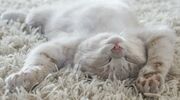 Illustratie voor: 9x foto’s van katten in gekke (bijzondere) posities