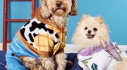 Illustratie voor: Super cute: Primark verkoopt deze Disney kostuums voor jouw hond
