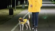 Illustratie voor: Lidl verkoopt nu matchende regenjassen voor jou en je hond (en dat ziet er té cute uit)