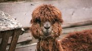 Illustratie voor: Wil je doen: je kunt nu op vakantie met alpaca’s (en het is mega cute)