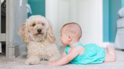 Illustratie voor: VIDEO: cute! deze puppy en baby groeien samen op en zijn beste vrienden