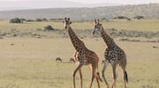 Illustratie voor: VIDEO: wow, giraffe pakt kind op