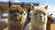 Illustratie voor: Wil jij een alpaca? Koop dan deze levensgrote alpaca pop voor in huis