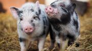 Illustratie voor: VIDEO: deze schattige varkentjes racen tegen elkaar in League of Pigs