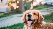 Illustratie voor: Waarom honden hun hoofd schuin houden