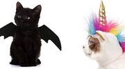 Illustratie voor: Hilarisch! Er bestaan nu Halloween-pakjes voor je kat