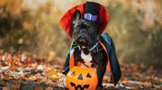 Illustratie voor: Te cute: deze huisdieren in halloweenoutfits