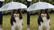 Illustratie voor: Te cute: er bestaat een paraplu voor honden
