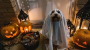 halloween kostuum hond