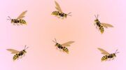 Zes wespen op een roze achtergrond.