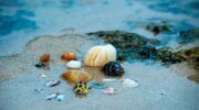 Schelpen op het strand.