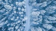 Een besneeuwd bos.