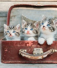 Illustratie voor: Dit wil je: professioneel katten knuffelen voor 25.000 euro per jaar