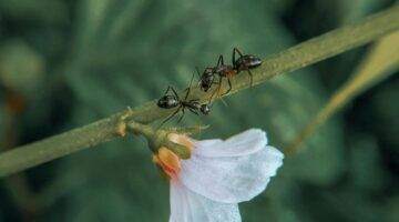 Mieren op een blad.