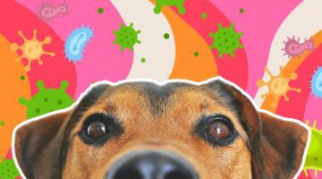 Illustratie van een hond.