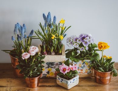 Illustratie voor: Dit zijn de mooiste bloempotten voor in je kamer