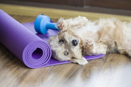Illustratie voor: Samen sporten met je hond? Dat kan met deze tips