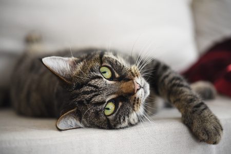 Illustratie voor: Zo kun je zien of je kat van je houdt